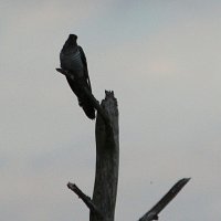 cuckoo