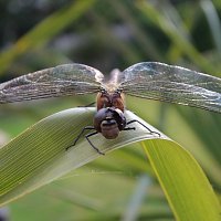 dragnfly61280x853