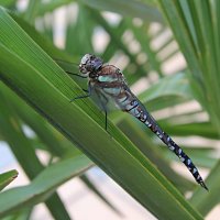 dragonfly21280x853