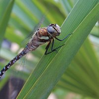 dragonfly51280x853