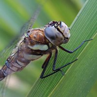 dragonfly7