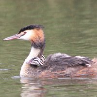 grebechick31280x852