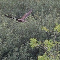 img_0318