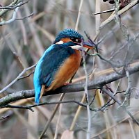 img_4322-copy