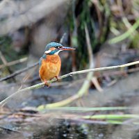 img_4335-copy