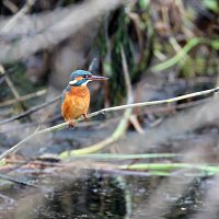 img_4335