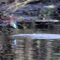 img_4350