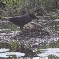 img_4732-copy