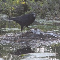 img_4737-copy