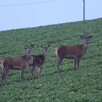 img_54781280x853