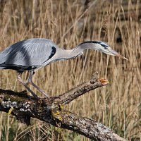 img_5518-copy