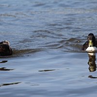 img_61941280x853